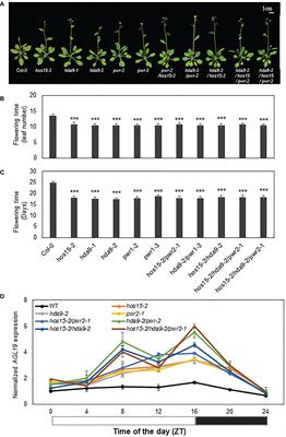 Negative regulation of floral transition in Arabidopsis by HOS15-PWR-HDA9 complex